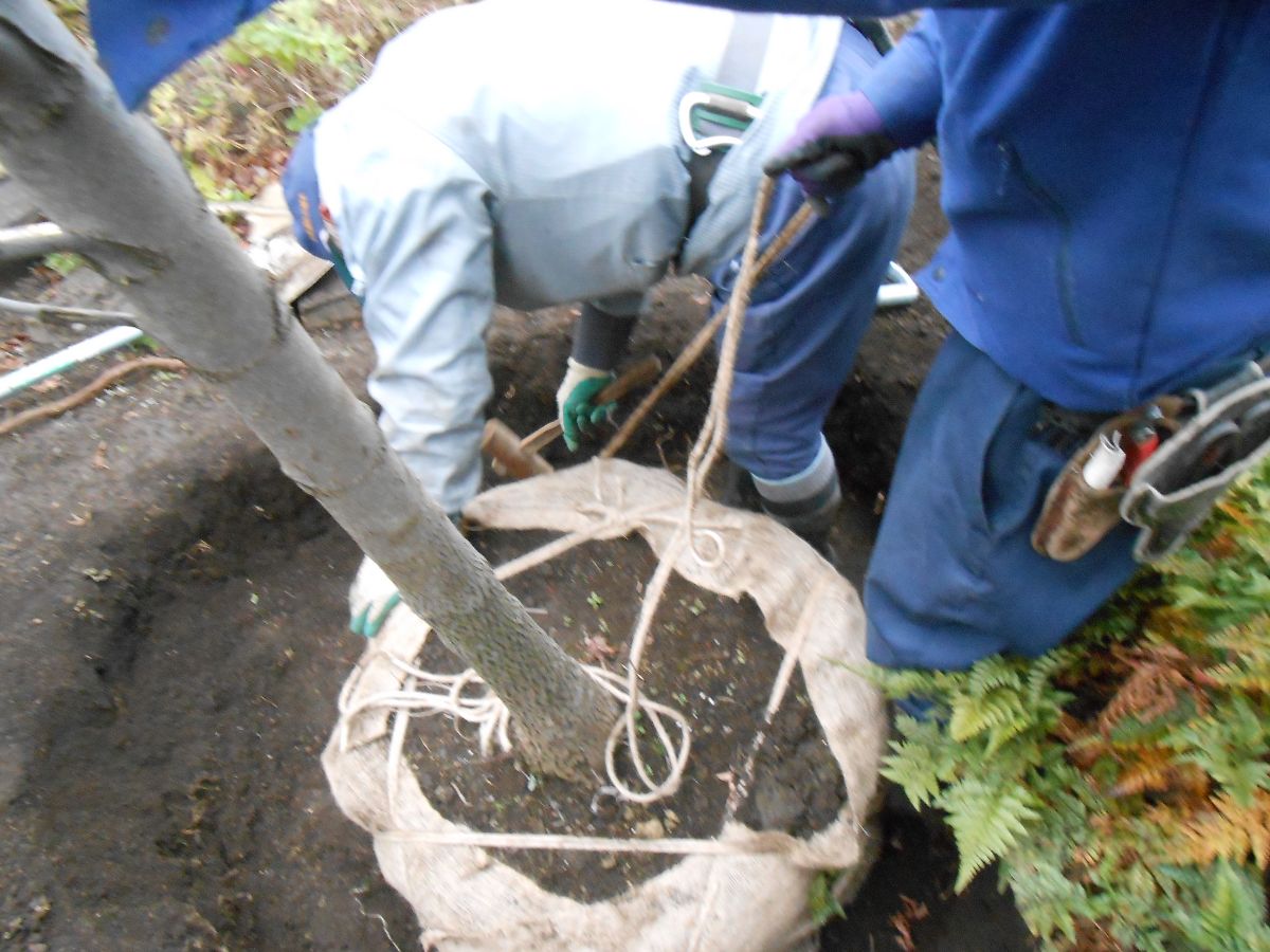 KＩM様邸　庭園移植作業