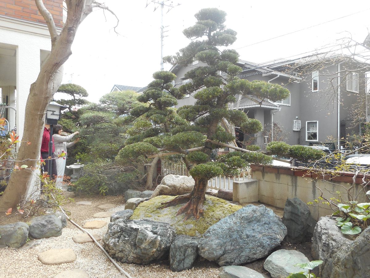 ＫＴＭ様邸　マキの木　植栽作業