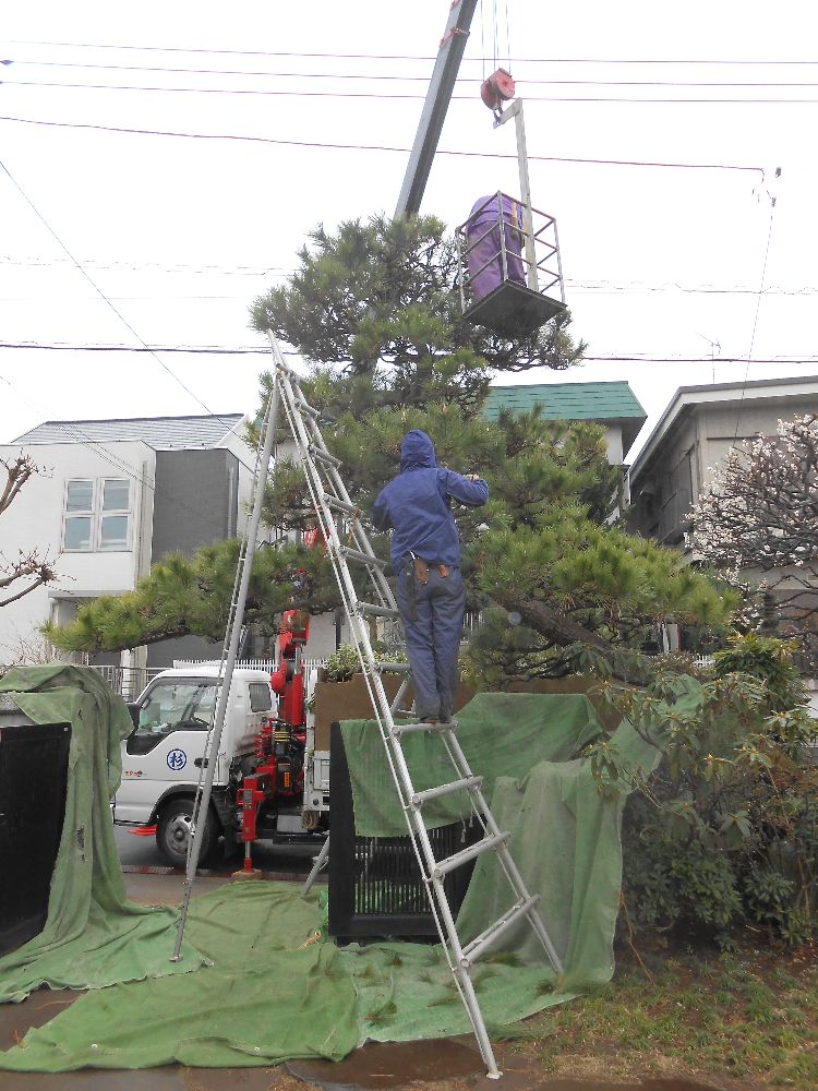 Ｓ様邸　松の剪定作業